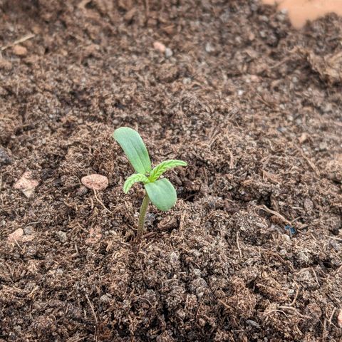 Sensi Amnesia Automatic growlog photo: Schönes leuchtendes grün, die Blätter sind dick und durch den Wind und die geöffnete Türe wird der Stiel auch dicker. Das spargeln ist ausgeblieben, da die Damen immer genügend Licht bekommen haben.