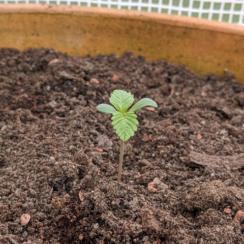 Sensi Amnesia Automatic growlog photo: Schönes leuchtendes grün, die Blätter sind dick und durch den Wind und die geöffnete Türe wird der Stiel auch dicker. Das spargeln ist ausgeblieben, da die Damen immer genügend Licht bekommen haben.
