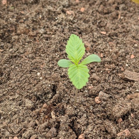 Sensi Amnesia Automatic growlog photo: Die Erde wird oberflächlich trocken, ist nach ein paar cm noch feucht. Gu um die Wurzeln nach unten auszubauen. 
Die linke und rechte Dame bekam etwas weniger Wind und der Stiel ist deshalb leicht dünner als die der mittleren Damen. 
Die Töpfe habe ich nun näher zusammen gestellt, in der Hoffnung, dass die Windverteilung dadurch besser wird. 