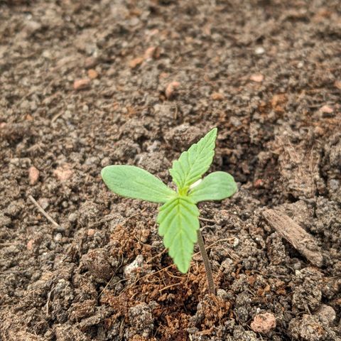 Sensi Amnesia Automatic growlog photo: Die Erde wird oberflächlich trocken, ist nach ein paar cm noch feucht. Gu um die Wurzeln nach unten auszubauen. 
Die linke und rechte Dame bekam etwas weniger Wind und der Stiel ist deshalb leicht dünner als die der mittleren Damen. 
Die Töpfe habe ich nun näher zusammen gestellt, in der Hoffnung, dass die Windverteilung dadurch besser wird. 
