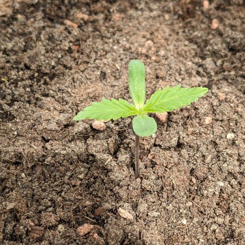 Sensi Amnesia Automatic growlog photo: Die Erde wird oberflächlich trocken, ist nach ein paar cm noch feucht. Gu um die Wurzeln nach unten auszubauen. 
Die linke und rechte Dame bekam etwas weniger Wind und der Stiel ist deshalb leicht dünner als die der mittleren Damen. 
Die Töpfe habe ich nun näher zusammen gestellt, in der Hoffnung, dass die Windverteilung dadurch besser wird. 