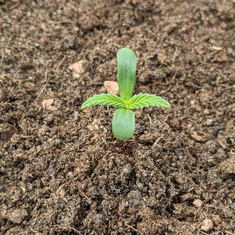 Sensi Amnesia Automatic growlog photo: Die Erde wird oberflächlich trocken, ist nach ein paar cm noch feucht. Gu um die Wurzeln nach unten auszubauen. 
Die linke und rechte Dame bekam etwas weniger Wind und der Stiel ist deshalb leicht dünner als die der mittleren Damen. 
Die Töpfe habe ich nun näher zusammen gestellt, in der Hoffnung, dass die Windverteilung dadurch besser wird. 