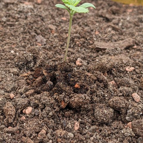 Sensi Amnesia Automatic growlog photo: Rund um den Stamm leicht angefeuchtet