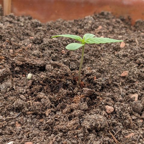 Sensi Amnesia Automatic growlog photo: Rund um den Stamm leicht angefeuchtet