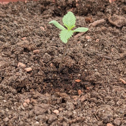 Sensi Amnesia Automatic growlog photo: Rund um den Stamm leicht angefeuchtet