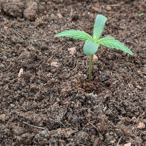 Sensi Amnesia Automatic growlog photo: Rund um den Stamm leicht angefeuchtet