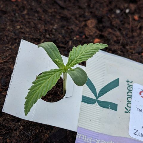 Sensi Amnesia Automatic growlog photo: Heute wurde mit Nematoden gegossen um Trauermücken vorzubeugen. Desweiteren habe ich jede Dame mit Raubmilben bestückt um andere Fressfeinde und Ungeziefer fern zu halten. 
Das Gießwasser hatte einen ph wert von 6.5 und 22 Grad Celsius Temperatur 