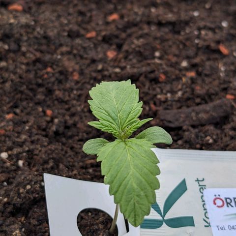 Sensi Amnesia Automatic growlog photo: Heute wurde mit Nematoden gegossen um Trauermücken vorzubeugen. Desweiteren habe ich jede Dame mit Raubmilben bestückt um andere Fressfeinde und Ungeziefer fern zu halten. 
Das Gießwasser hatte einen ph wert von 6.5 und 22 Grad Celsius Temperatur 