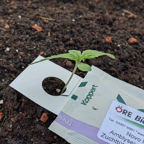Sensi Amnesia Automatic growlog photo: Heute wurde mit Nematoden gegossen um Trauermücken vorzubeugen. Desweiteren habe ich jede Dame mit Raubmilben bestückt um andere Fressfeinde und Ungeziefer fern zu halten. 
Das Gießwasser hatte einen ph wert von 6.5 und 22 Grad Celsius Temperatur 