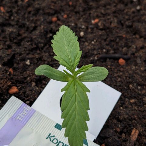 Sensi Amnesia Automatic growlog photo: Heute wurde mit Nematoden gegossen um Trauermücken vorzubeugen. Desweiteren habe ich jede Dame mit Raubmilben bestückt um andere Fressfeinde und Ungeziefer fern zu halten. 
Das Gießwasser hatte einen ph wert von 6.5 und 22 Grad Celsius Temperatur 
