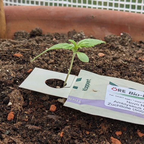 Sensi Amnesia Automatic growlog timeline photo