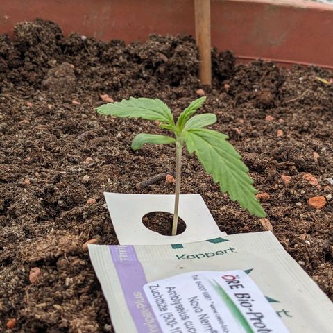 Sensi Amnesia Automatic growlog timeline photo