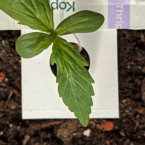 Sensi Amnesia Automatic growlog photo: Diese Einkerbung am Blatt kann eine genetische Sache sein, oder es fehlt ihr etwas. Ich werde es genauer beobachten die nächsten Tage.