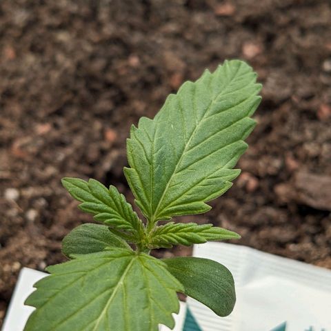 Sensi Amnesia Automatic growlog photo: Kleine braune stellen genau in der Mitte..
Könnte zu viel Feuchtigkeit gewesen sein.
Ebenfalls gut beobachten 