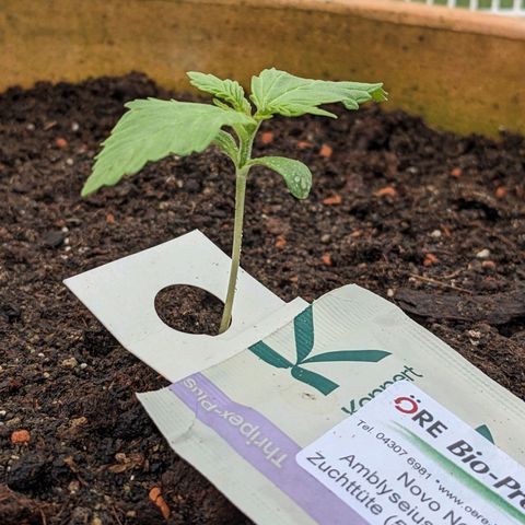 Sensi Amnesia Automatic growlog timeline photo