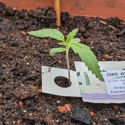 Sensi Amnesia Automatic growlog timeline photo