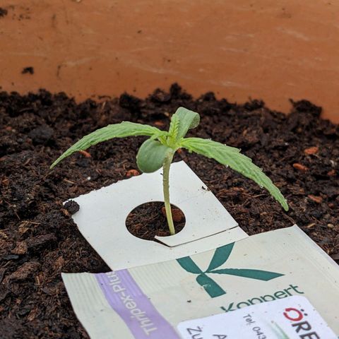 Sensi Amnesia Automatic growlog timeline photo
