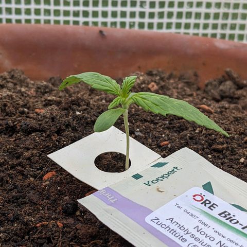 Sensi Amnesia Automatic growlog timeline photo