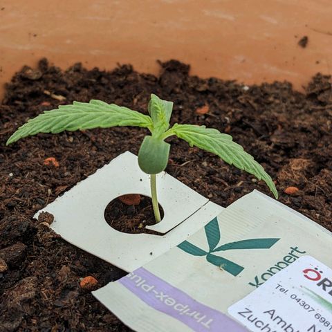 Sensi Amnesia Automatic growlog timeline photo