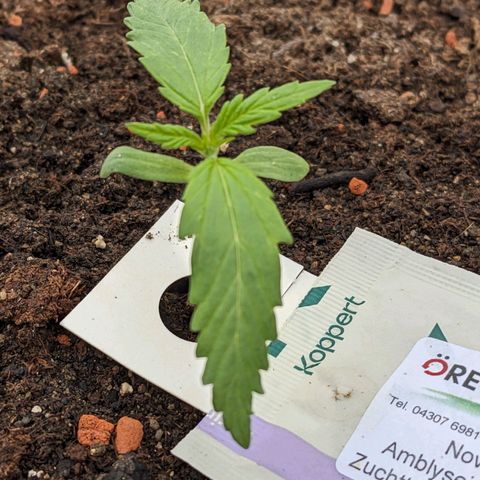 Sensi Amnesia Automatic growlog timeline photo