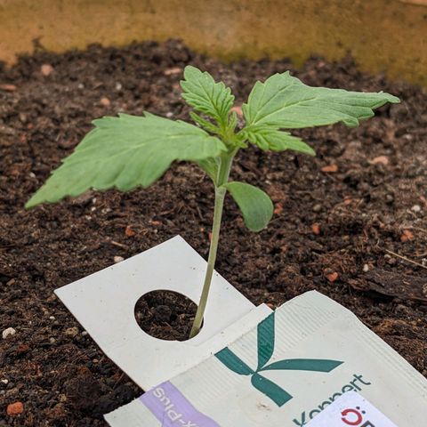 Sensi Amnesia Automatic growlog timeline photo