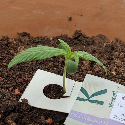 Sensi Amnesia Automatic growlog timeline photo