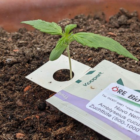 Sensi Amnesia Automatic growlog timeline photo