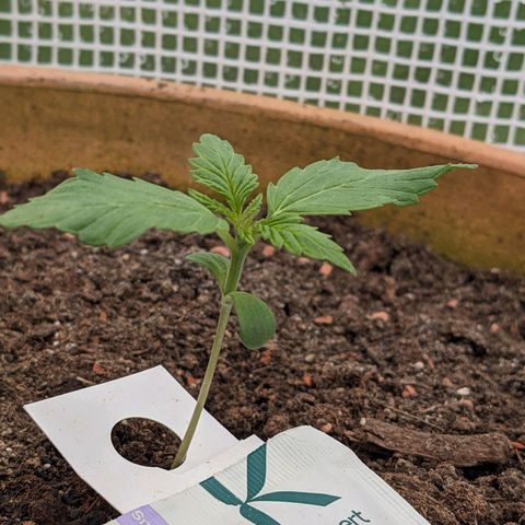 Sensi Amnesia Automatic growlog timeline photo