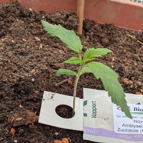 Sensi Amnesia Automatic growlog timeline photo