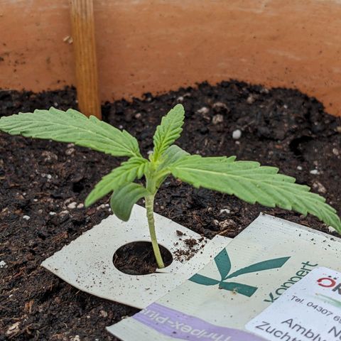 Sensi Amnesia Automatic growlog timeline photo