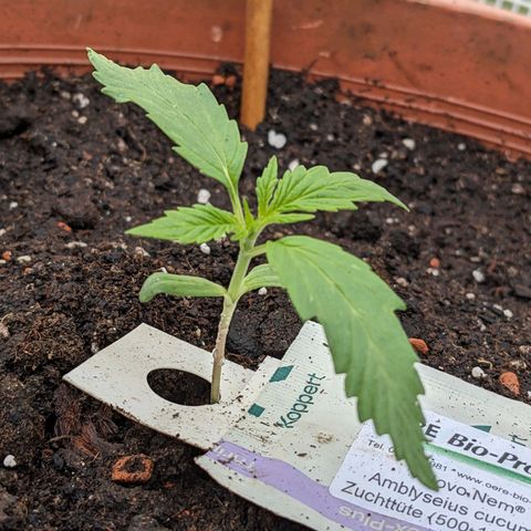 Sensi Amnesia Automatic growlog timeline photo