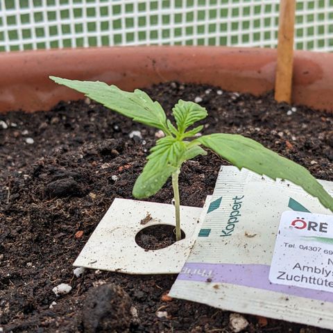 Sensi Amnesia Automatic growlog timeline photo