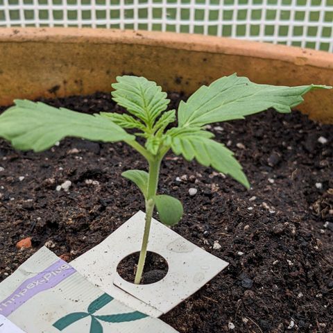 Sensi Amnesia Automatic growlog timeline photo