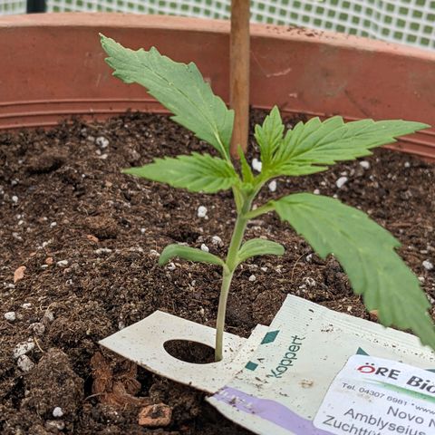 Sensi Amnesia Automatic growlog timeline photo