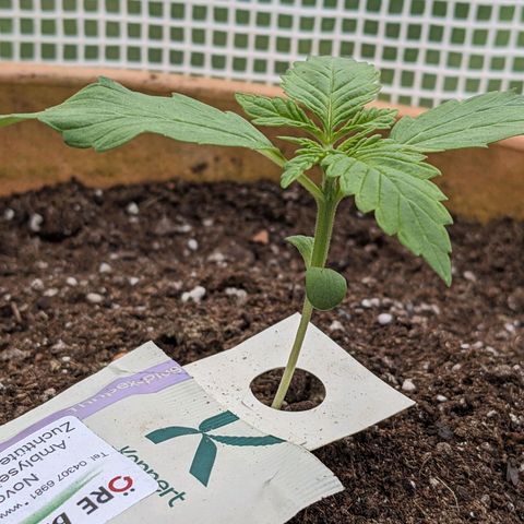 Sensi Amnesia Automatic growlog timeline photo