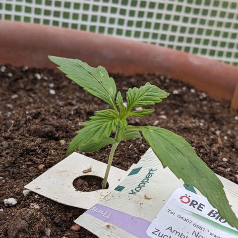 Sensi Amnesia Automatic growlog timeline photo
