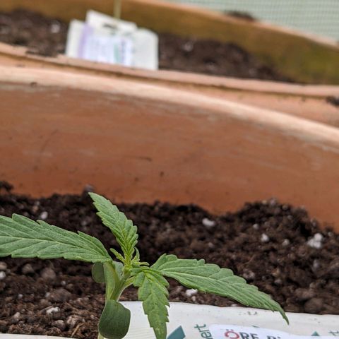 Sensi Amnesia Automatic growlog timeline photo