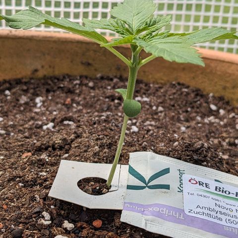 Sensi Amnesia Automatic growlog timeline photo