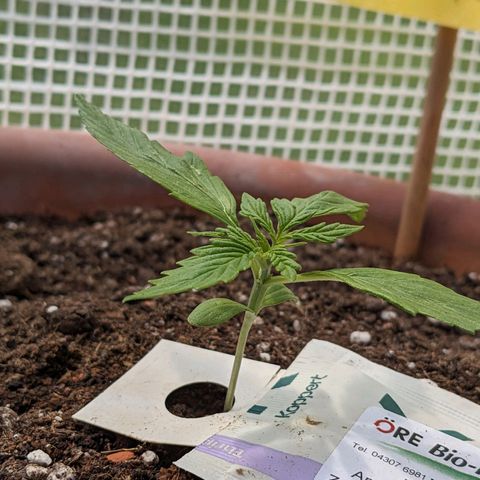 Sensi Amnesia Automatic growlog timeline photo