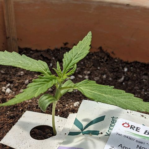 Sensi Amnesia Automatic growlog timeline photo