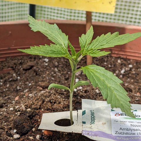 Sensi Amnesia Automatic growlog timeline photo