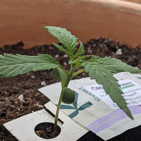 Sensi Amnesia Automatic growlog timeline photo