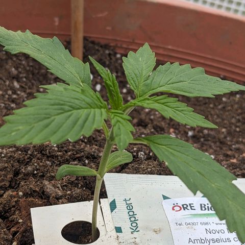 Sensi Amnesia Automatic growlog timeline photo