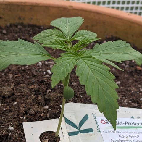 Sensi Amnesia Automatic growlog timeline photo