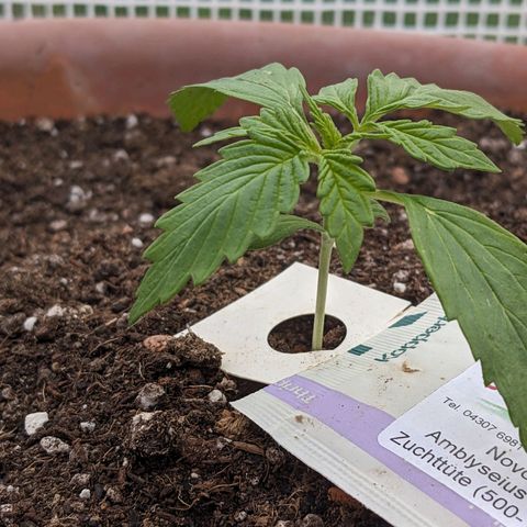 Sensi Amnesia Automatic growlog timeline photo