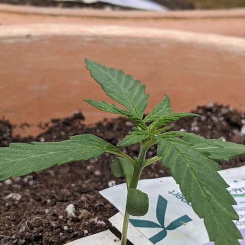 Sensi Amnesia Automatic growlog timeline photo