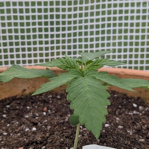 Sensi Amnesia Automatic growlog timeline photo