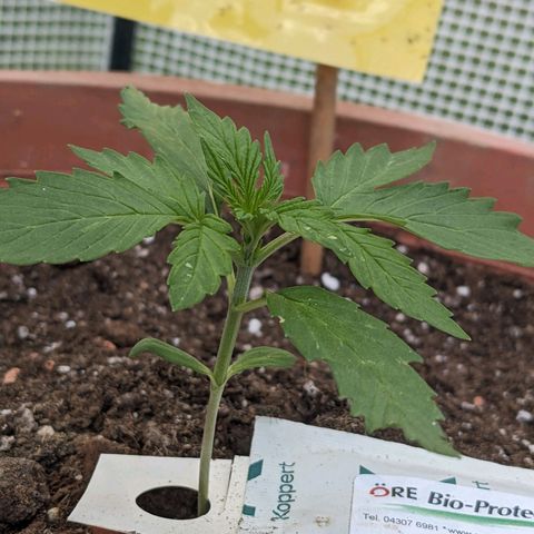 Sensi Amnesia Automatic growlog timeline photo