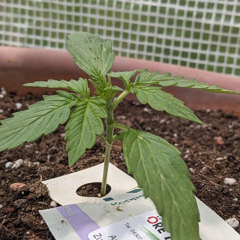 Sensi Amnesia Automatic growlog timeline photo