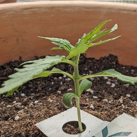 Sensi Amnesia Automatic growlog timeline photo